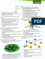 Activitats Anabolisme