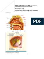 Cabeza y Cuello