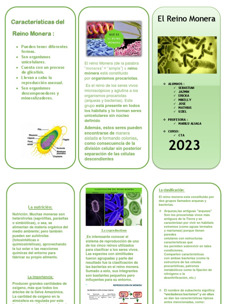 Características del Reino Monera | PDF | Las bacterias | Organismos