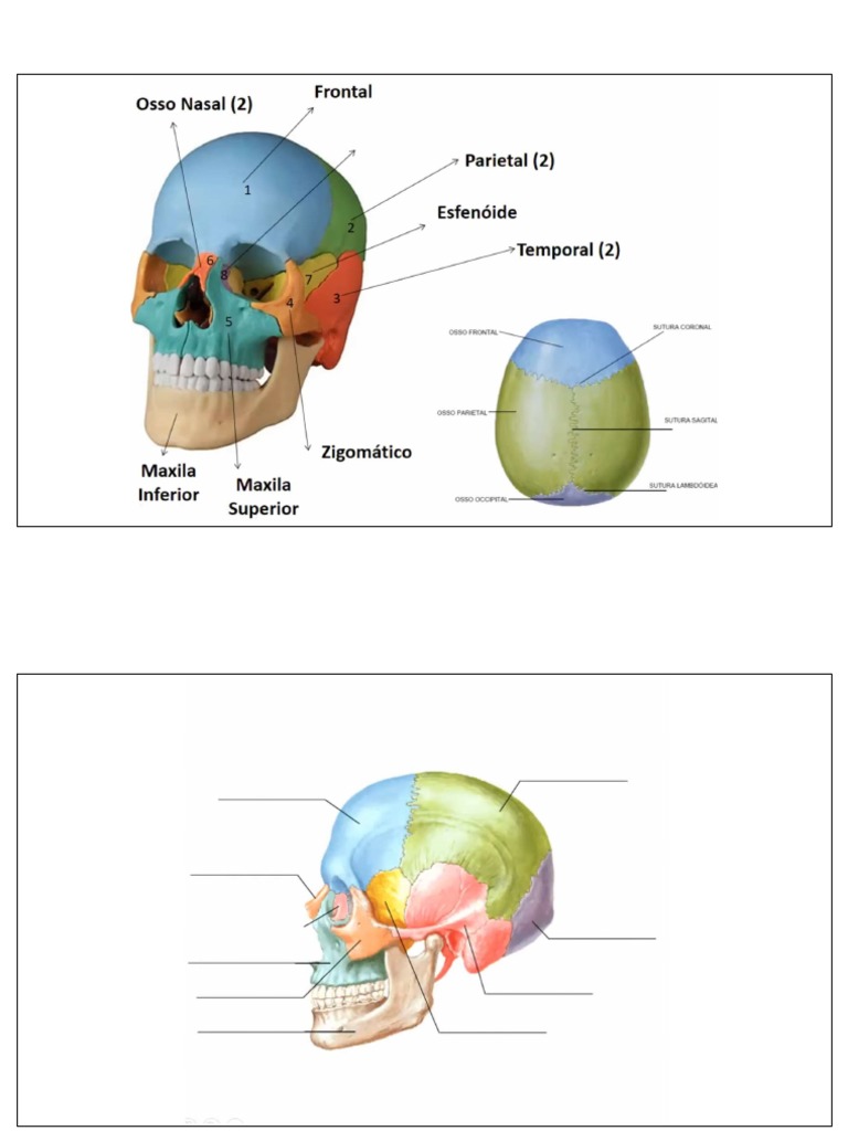 Aula Pratica Sistema Esqueletico Pdf