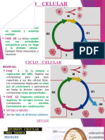 Interfase:: Se Realizan Previas A Las Divisiones Celulares Mitosis y Meiosis La Célula