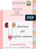 Anatomia Sistema Urinaro 1