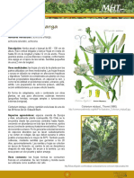 Achicoria Amarga: Cichorium Intybus