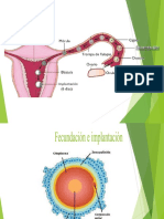 Fecundacion Doc Carmona