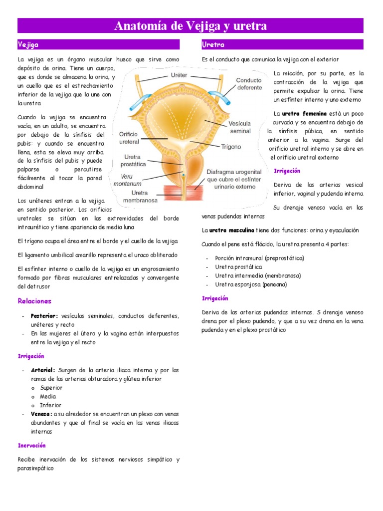 Anatomía de la Vejiga y Uretra | PDF