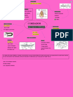 Mapa mental cordados