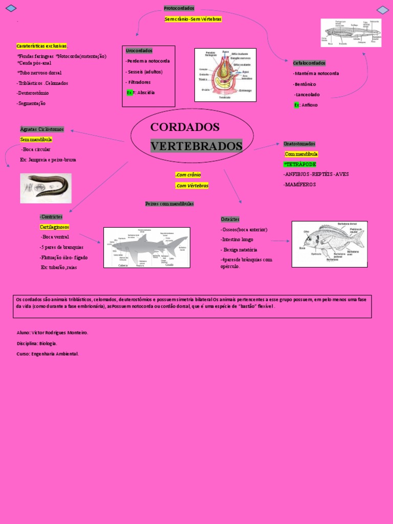 Mapa Mental dos Cordados | PDF