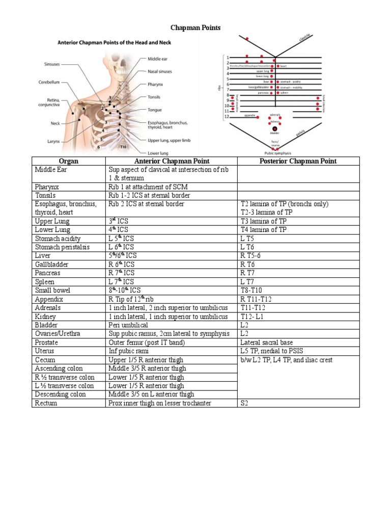 A guide to chapman points locating internal organs on the surface of