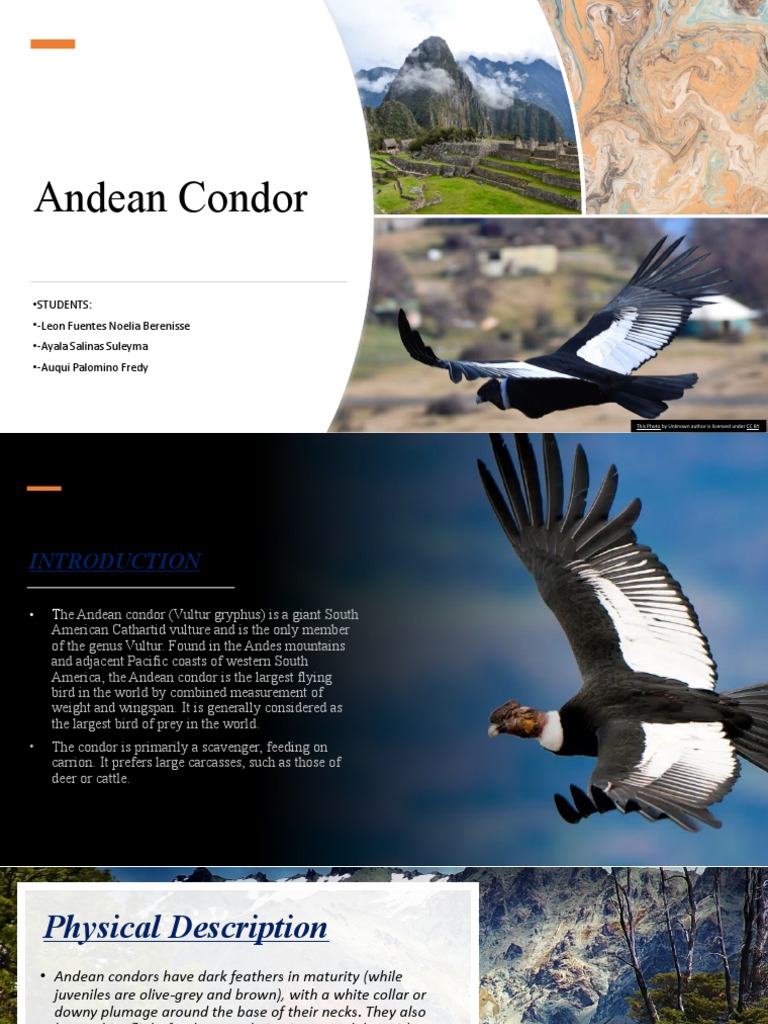 Andeancondor! Correccion1 | PDF