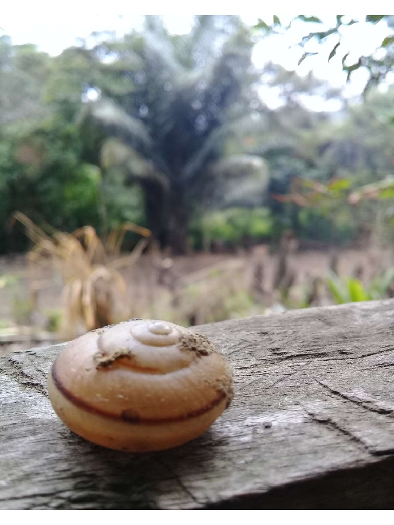 Snail | PDF