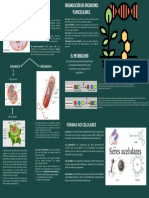 Formas No Celulares: Procariota Eucariota