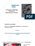 Práctica 1. Membrana Celular - Bazán Cruz Yoltic