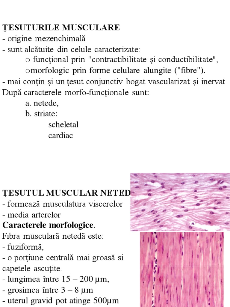 Histologie - Tesutul Muscular | PDF