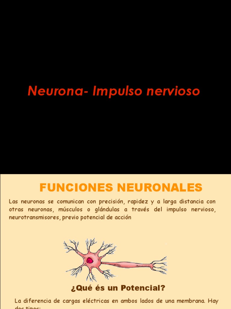 Impulso Nervioso y Funciones Neuronales | PDF | Sinapsis | Potencial de ...