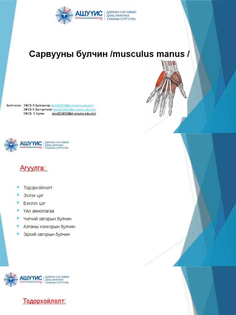 Сарвууны булчин emsb | PDF