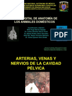 Arterias, Venas y Nervios de La Cavidad Pã©lvica Rev 2020 MODIFICADO