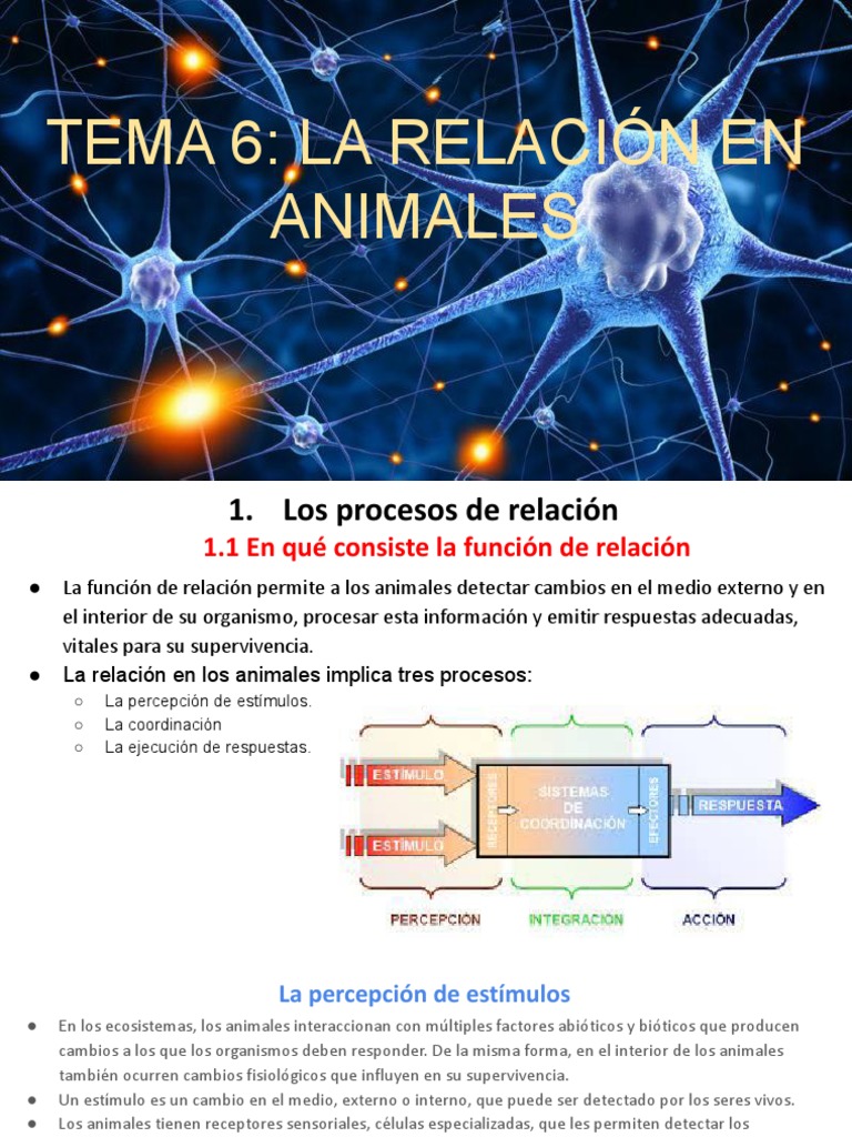 Tema 6 - La Relación en Animales | PDF | Sistema nervioso | Sistema ...