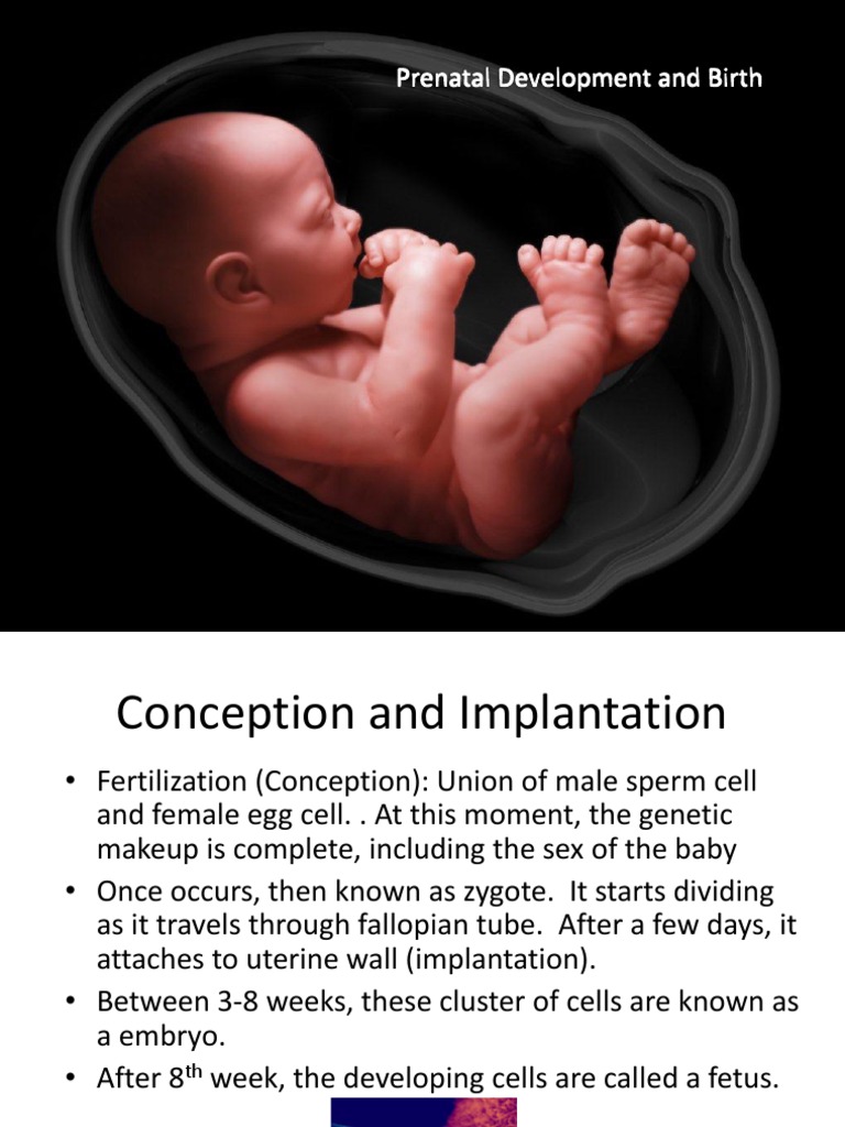 Pregnancy and Birth | PDF