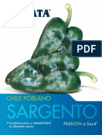 Chile Poblano: Sargento