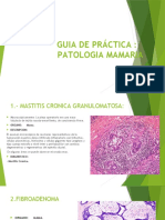 Guia de Práctica Patologia Mamaria