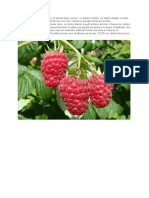 Rubus