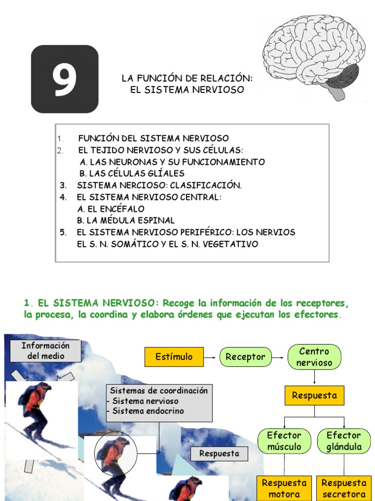 La Función de Relación: El Sistema Nervioso | PDF | Sinapsis | Neurona
