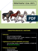 Anatomia