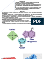 Transcripción y Traducción