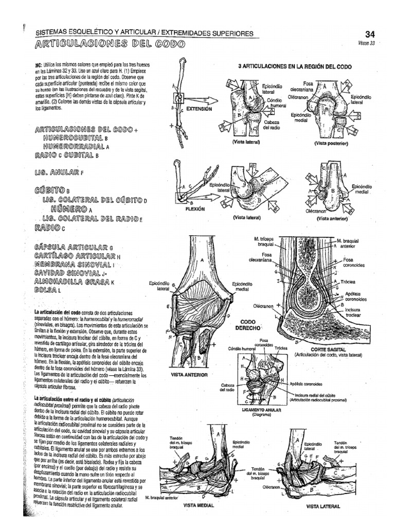 34 Articulaciones Del Codo-3 | PDF