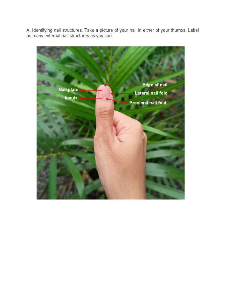 APLab3 Nail Structure PDF