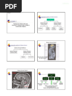 Fisiologia SISTEMA NERVOSO