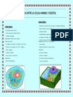 Diferencia Entre La Celula Animal y Vegetal
