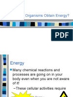 8.1 How Do Organisms Obtain Energy?