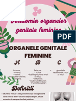 Anatomia Organelor Genitale Feminine