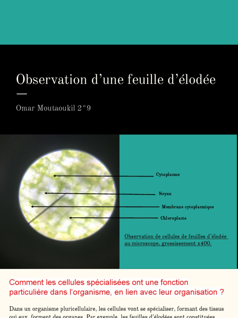 Observation des cellules d'élodée au microscope | PDF