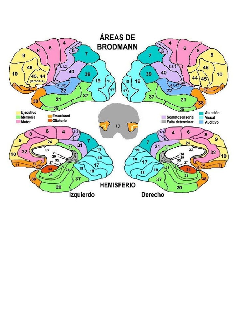 Brodman | PDF