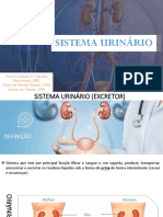Anatomia Humana Sistema Urinário