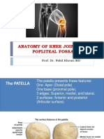 Anatomy of Knee Joint and Popliteal Fossa: Prof. Dr. Nabil Khouri MD