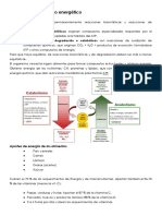 Necesidad y Equilibrio Energético: Aportes de Energía de Los Alimentos