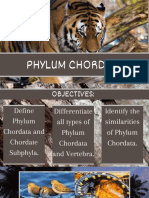 Phylum Chordata