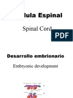 Médula Espinal Spinal Cord