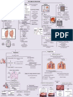 Torax: Sistema Respiratorio