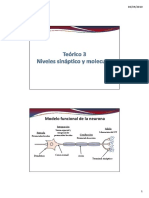 Teórico 3: Niveles Sináptico y Molecular