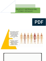 Aparatos Y Sistemas Del Cuerpo Humano