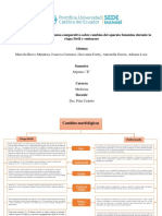 Tarea 1 - Cambios Morfológicos y Cambios de La Pubertad