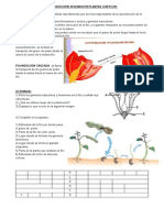 Reproducción Sexuada en Planta Con Flor