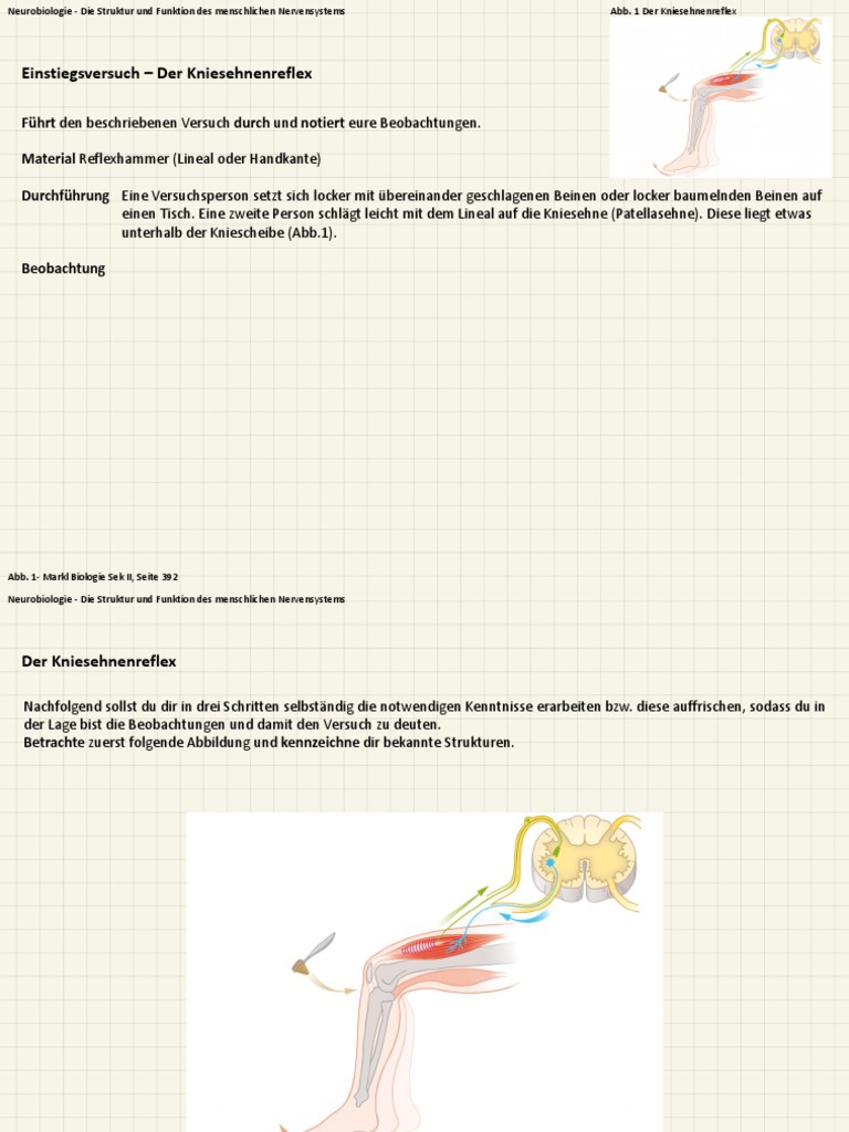 Kniesehnenreflex Reflexe Arbeitsblatt Biologie 9 Bayern – YZFEXW