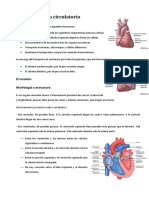 Aparato Circulatorio