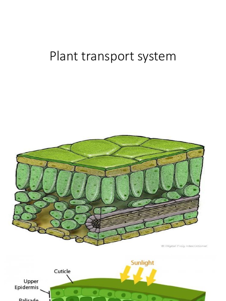 Plant Transport System | PDF | Tissue (Biology) | Root