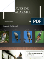 Aves de Calakmul